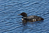 Common Loon, Adult, (Gavia immer), Spring, Upper Peninsula, Michigan