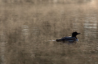 Common Loon, Adult, (Gavia immer), Summer, Upper Peninsula, Michigan