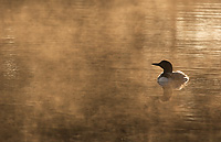 Common Loon, Adult, (Gavia immer), Summer, Upper Peninsula, Michigan