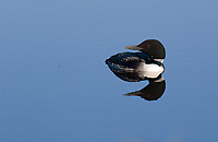 Common Loon, Adult, (Gavia immer), Spring, Upper Peninsula, Michigan