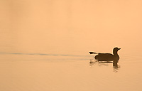 Common Loon, Adult, (Gavia immer), Spring, Upper Peninsula, Michigan