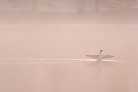 Common Loon at Dawn, Adult, (Gavia immer), Summer, Upper Peninsula, Michigan