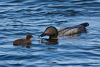 Common Loon, Adult with Chick, (Gavia immer), Summer, Upper Peninsula, Michigan