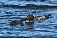 Common Loon, Adult with Chick, (Gavia immer), Summer, Upper Peninsula, Michigan