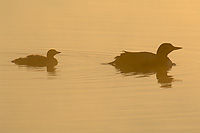 Common Loon, Adult with Chick, (Gavia immer), Summer, Upper Peninsula, Michigan