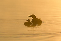 Common Loon, Adult with Chick, (Gavia immer), Summer, Upper Peninsula, Michigan