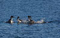 Common Loons, Adult, (Gavia immer), Spring, Upper Peninsula, Michigan