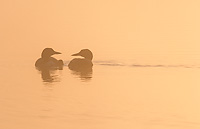 Common Loon, Adults with Chick at Dawn, (Gavia immer), Summer, Upper Peninsula, Michigan