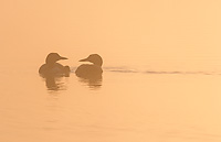 Common Loon, Adults with Chick at Dawn, (Gavia immer), Summer, Upper Peninsula, Michigan