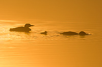 Common Loon, Adults with Chick at Dawn, (Gavia immer), Summer, Upper Peninsula, Michigan