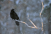 Adult Common Raven, Winter