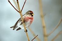 Common Redpole, Male, Winter