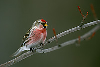 Common Redpole, Male, Winter