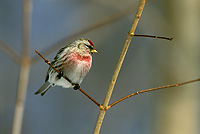 Common Redpole, Male, Winter