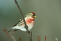 Common Redpole, Male, Winter