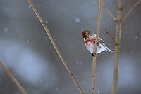 Common Redpole, Male, Winter