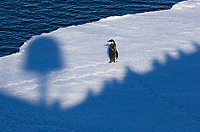 Emperor Penguin, Juvenile (Aptenodytes forsteri) Near Antarctic Peninsula