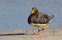 Falkland Flightless Steamer Duck