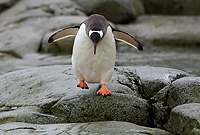 Gentoo Penguin, Adult