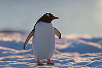 Gentoo Penguin, Adult, (Pygoscelis papua papua), Petermann Island, Antarctica