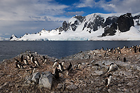 Gentoo Penguin Colony (Pygoscelis papua), Near Threatened Species