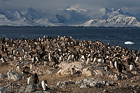 Gentoo Penguin Colony (Pygoscelis papua), Near Threatened Species