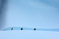 Gentoo Penguins on Iceberg