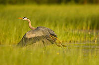 Great Blue Heron, (Ardea herodias), Summer, Michigan