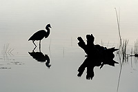 Great Blue Heron, (Ardea herodias), Summer, Michigan