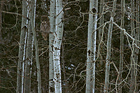 Great Gray Owl, Winter