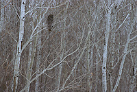 Great Gray Owl Hunting From Aspen Tree, Winter