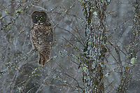 Great Gray Owl