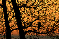 Great Gray Owl Silhouette at Dusk, Autumn