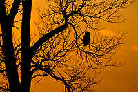 Great Gray Owl Silhouette at Dusk, Autumn