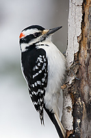 Hairy Woodpecker, (Picodes villosus), Spring, Michigan