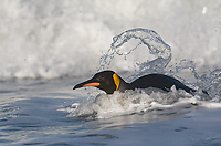 King Penguin (Aptenodytes patagonicus), In Surf, St Andrews Bay, South Georgia Island