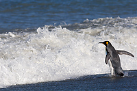 King Penguin Going To Sea (Aptenodytes patagonicus) St Andrews Bay, South Georgia Island