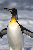 King Penguin, (Aptenodytes patagonicus) St Andrews Bay, South Georgia Island