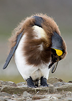 King Penguin Chick Molting