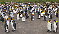 King Penguin Colony