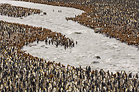 King Penguin Colony