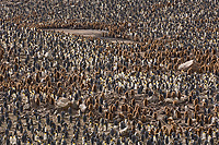 King Penguin Colony