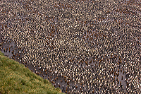 King Penguin Colony (Aptenodytes patagonicus) Salisbury Plains, South Georgia Island