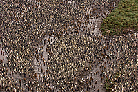 King Penguin Colony (Aptenodytes patagonicus) Salisbury Plains, South Georgia Island