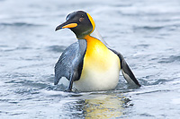 King Penguin, Adult
