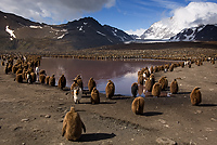 King Penguin Creche, St Andrews Bay, South Georgia Island