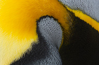 King Penguin, Detail of Head and Neck