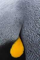 King Penguin, Detail of Head and Neck