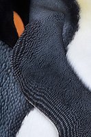 King Penguin, Detail