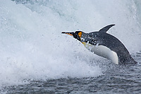 King Penguin Adult Going to Sea